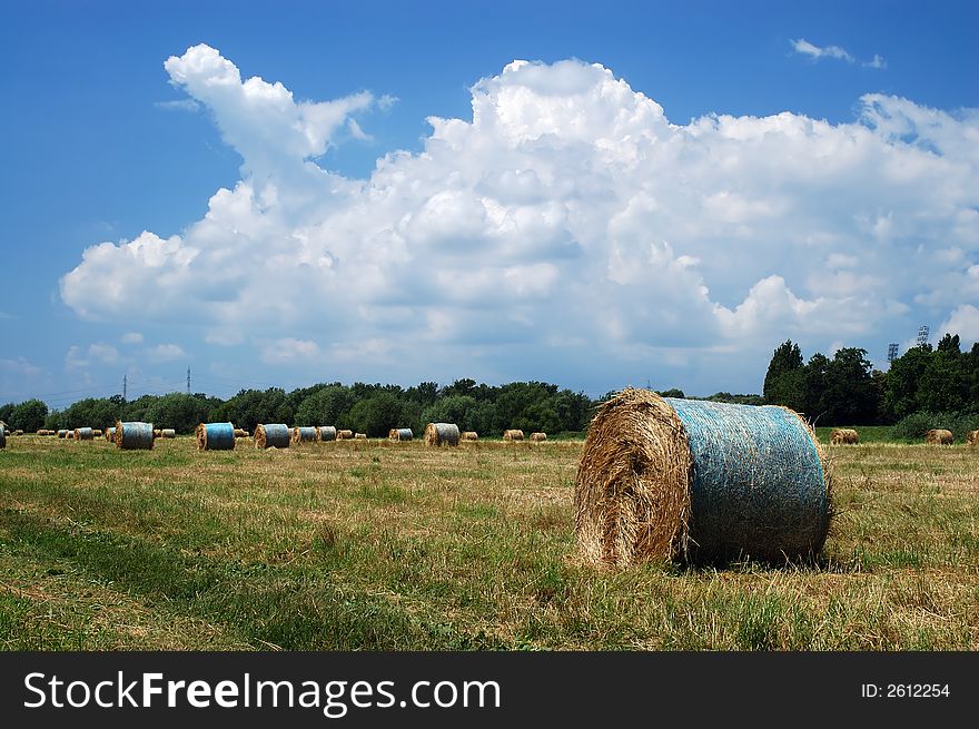 Field of straw bales on a sunny summer day