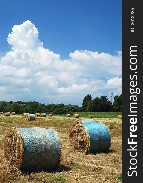 Field of straw bales on a sunny summer day