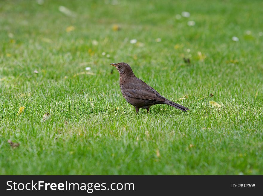 Blackbird on grass in park. Blackbird on grass in park