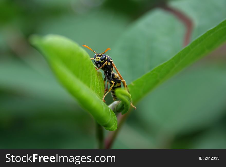 Wasp antenea black bug eyes green insect