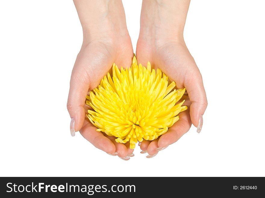 Yellow flower in the woman hands. Isolate on white.