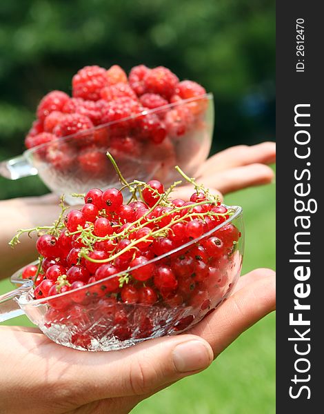 Red raspberries and redcurrants in female hands. Red raspberries and redcurrants in female hands.