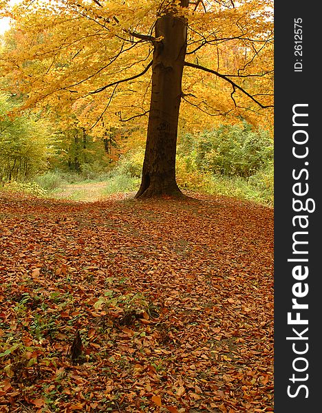 Single tree with yellow leaves in temperate forest in autumn. Single tree with yellow leaves in temperate forest in autumn