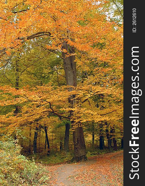 Temperate forest in autumn with colourful trees. Temperate forest in autumn with colourful trees
