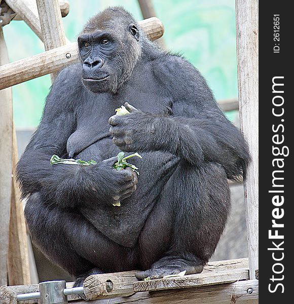 Portrait of nice gorilla female. Portrait of nice gorilla female