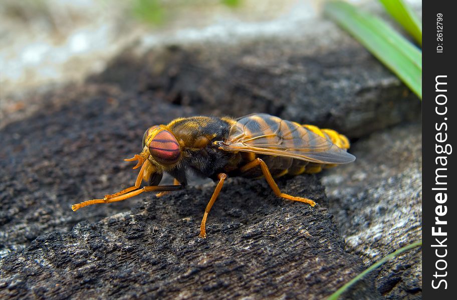 Close up a fly tabanus (Hybornitra tarandina). Profile. South of Russian Far East, Primorye. Close up a fly tabanus (Hybornitra tarandina). Profile. South of Russian Far East, Primorye.