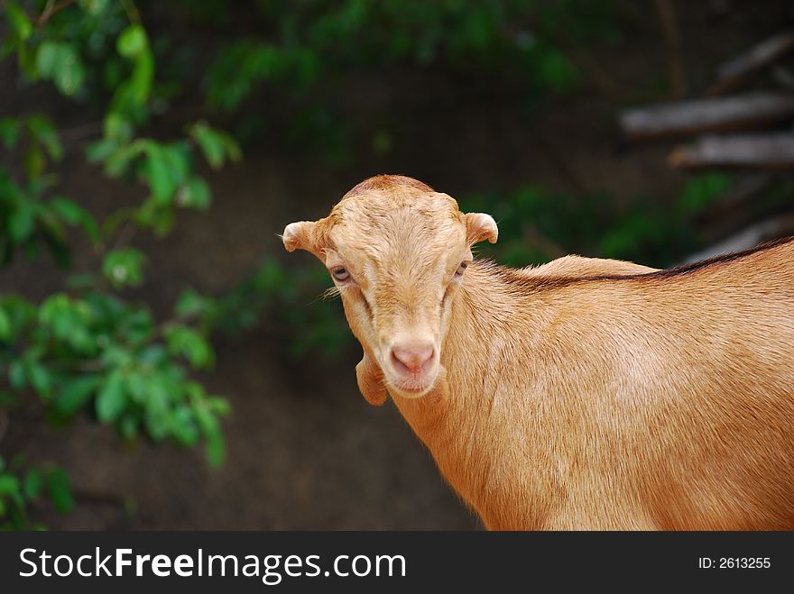 A cute goat portrait - beautiful golden colour