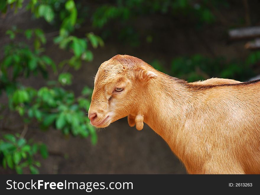 A cute goat portrait - beautiful golden colour