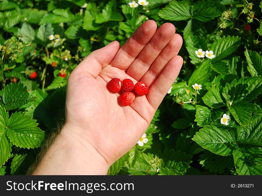 Picking wild strawberrys. wild fruits.