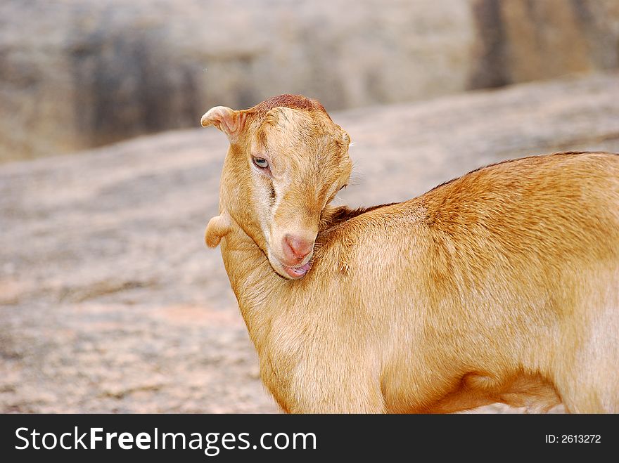 A cute goat portrait - beautiful golden colour