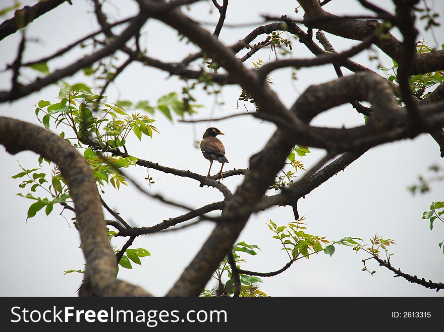 Robin sitting on a branch of a hawthorn tree in summer. Robin sitting on a branch of a hawthorn tree in summer