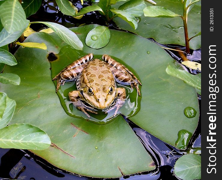 A frog on a lotus leaf in a public park. A frog on a lotus leaf in a public park