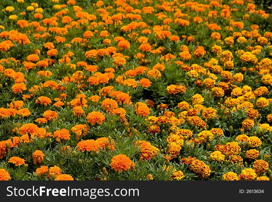 Endless field of flowers in a park