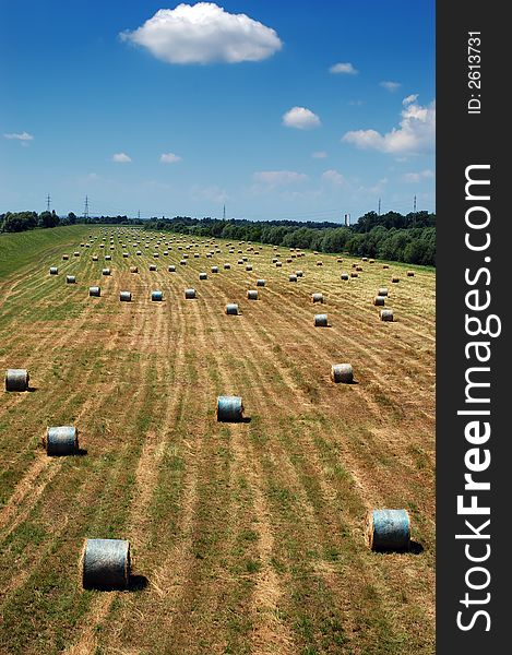 Field of straw bales on a sunny summer day