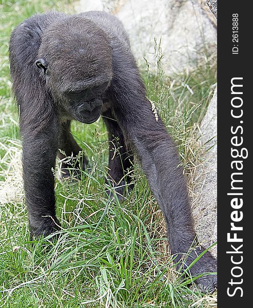 View of young gorilla male. View of young gorilla male