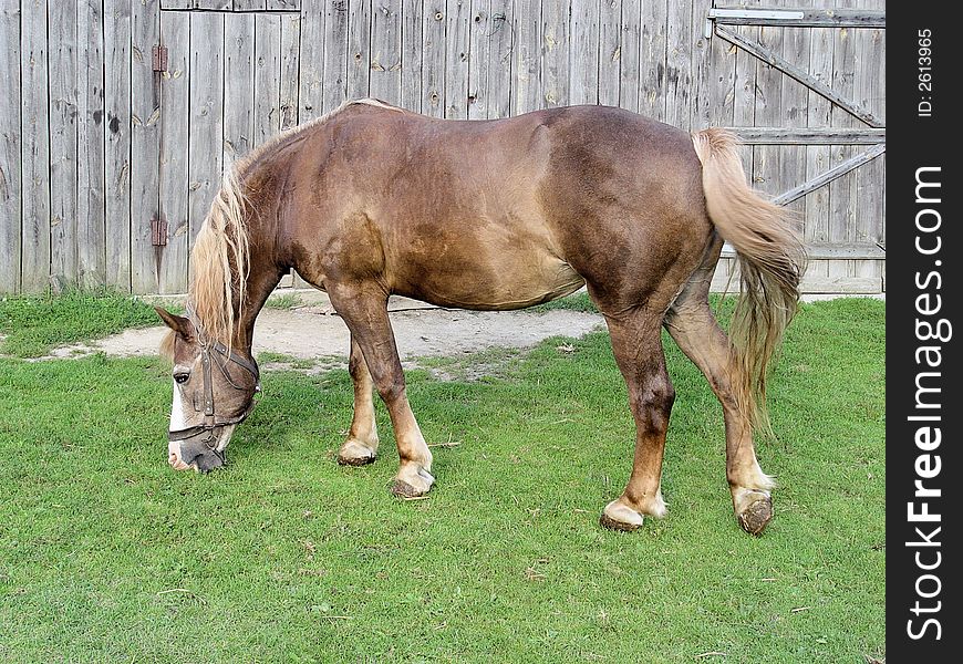 Brown horse on the green meadow