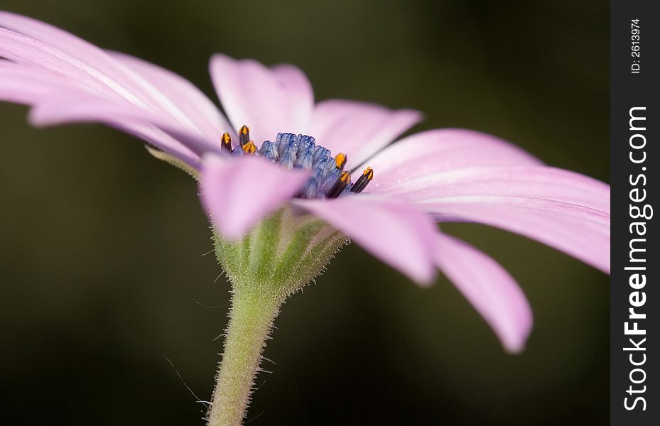 Osteospermum