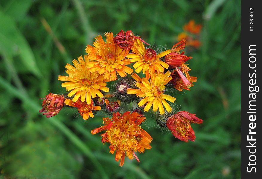 Hieracium aurantiacum,Carpathian Mountins,Romania