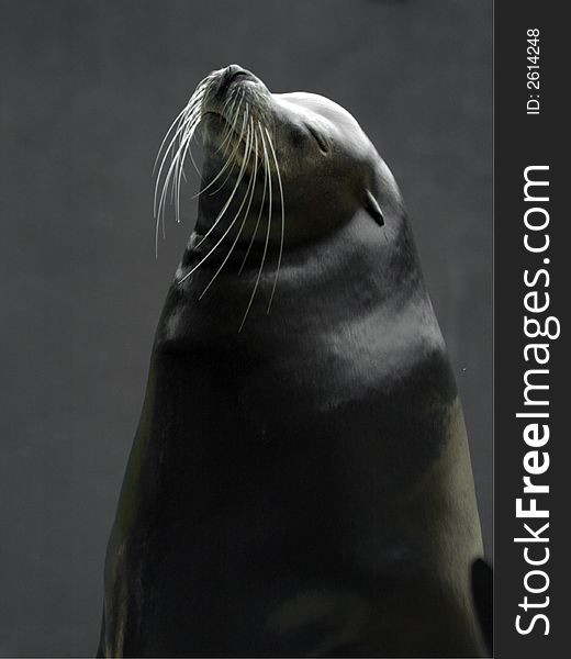 Profile of adult common seal against grey background