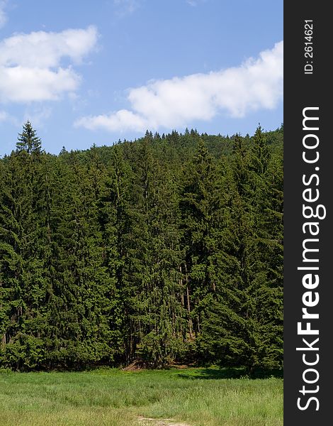 Grass, pines and bright blue sky with fluffy clouds - moubtain landscape. Grass, pines and bright blue sky with fluffy clouds - moubtain landscape