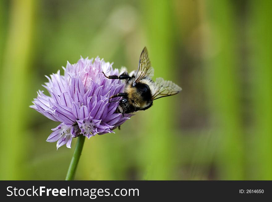 The shaggy striped bumblebee has arrived on a violet flower. The shaggy striped bumblebee has arrived on a violet flower