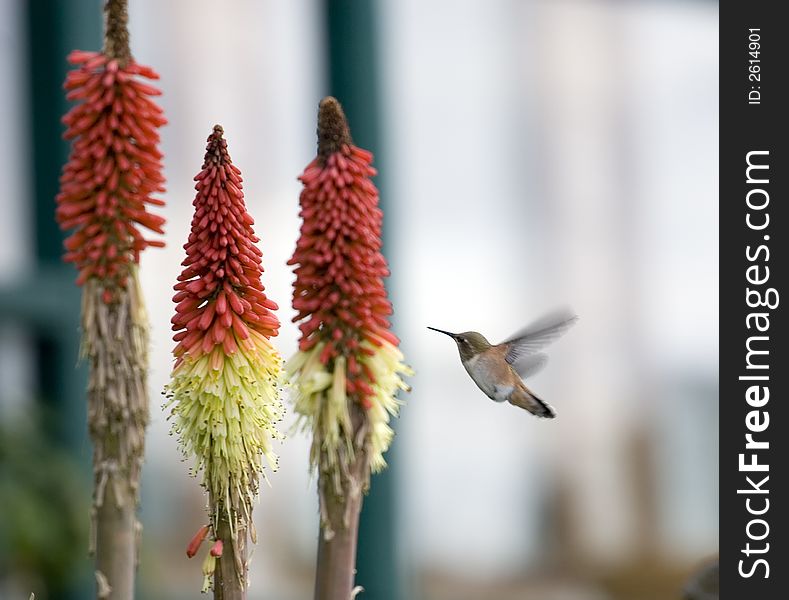 A hummingbird sampling a redhot poker