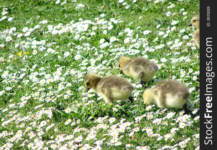 Goslings grazing among the daisies. Goslings grazing among the daisies