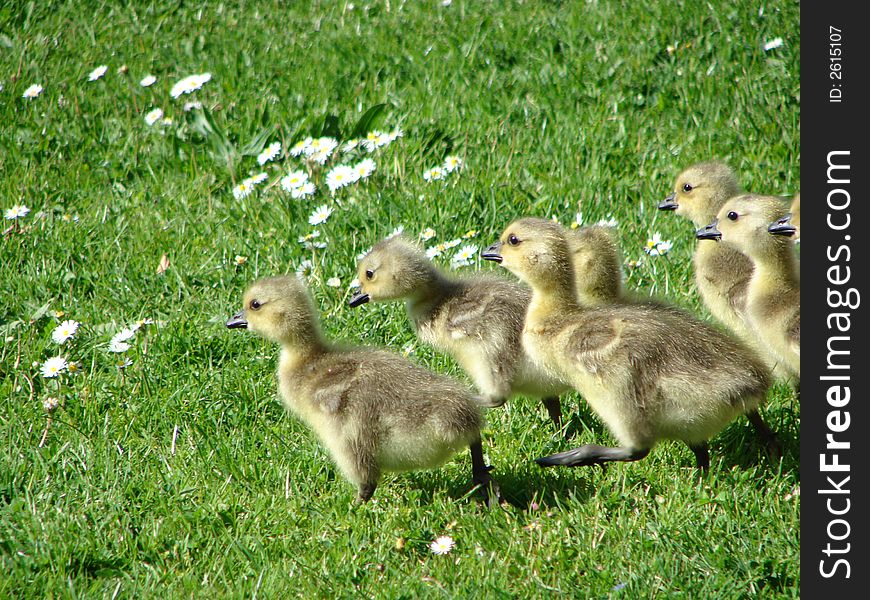 Spring Goslings racing across the meadow. Spring Goslings racing across the meadow