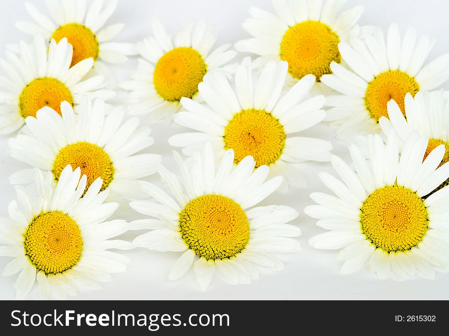 Daisy flower bunch against white background. Daisy flower bunch against white background