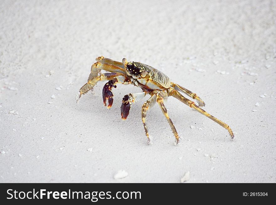 Ghost crab running through the white sand beach