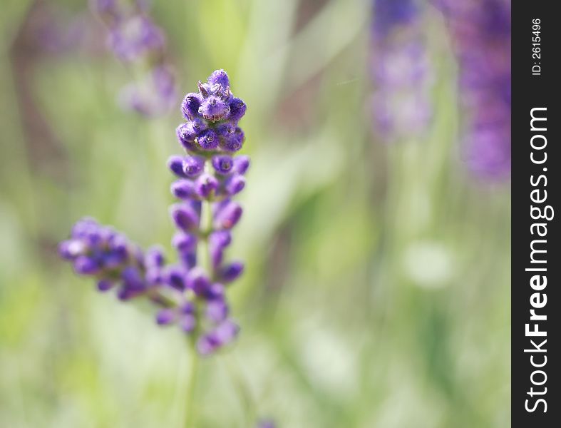 Lavender In A Garden