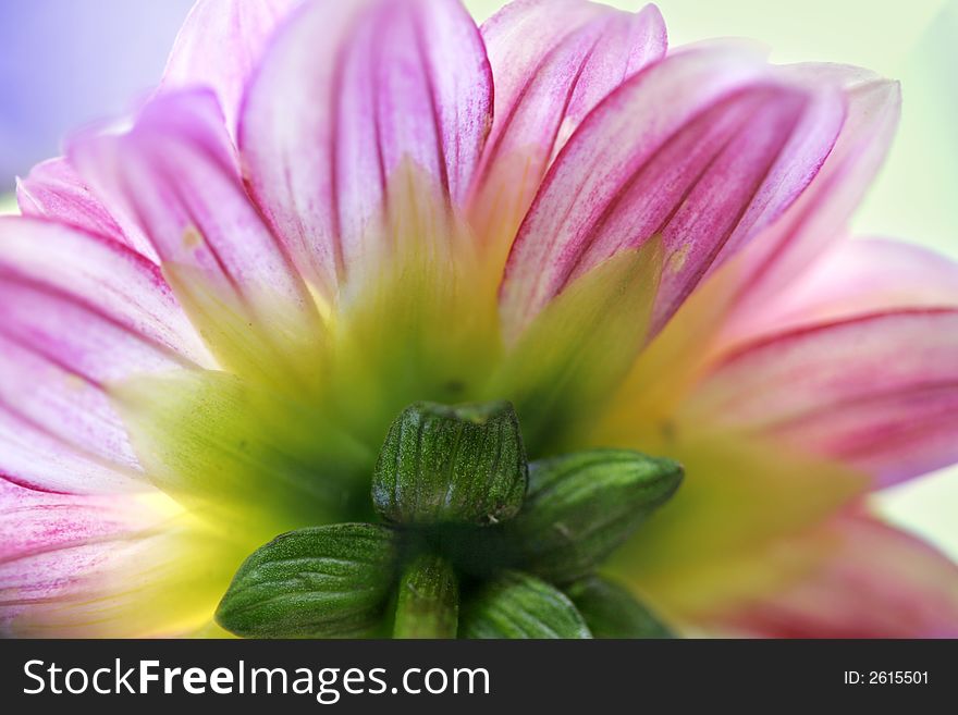 Shot from underneath a zinnia, you can see the pastel colors of this flower and some other garden flowers. Shot from underneath a zinnia, you can see the pastel colors of this flower and some other garden flowers