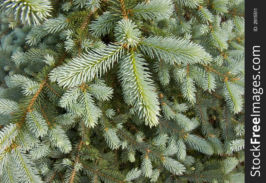 Branches Of A Young Fur-tree