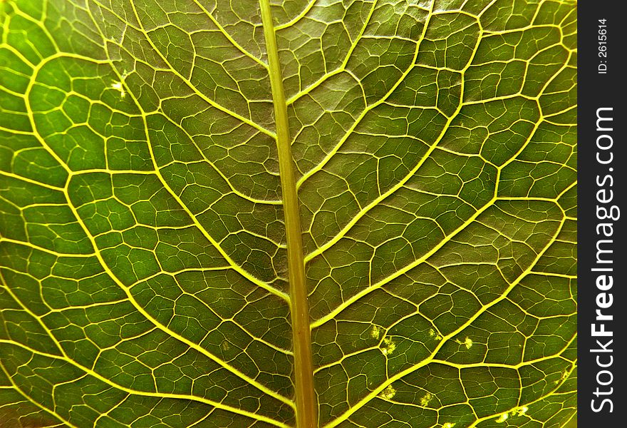 Photo of a part of a green leaf of the plant photographed at macroshooting from close distance. It can be used as a background