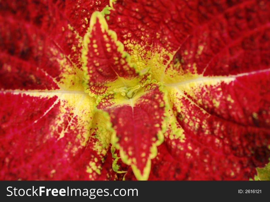 Leaf with red and yellow colors