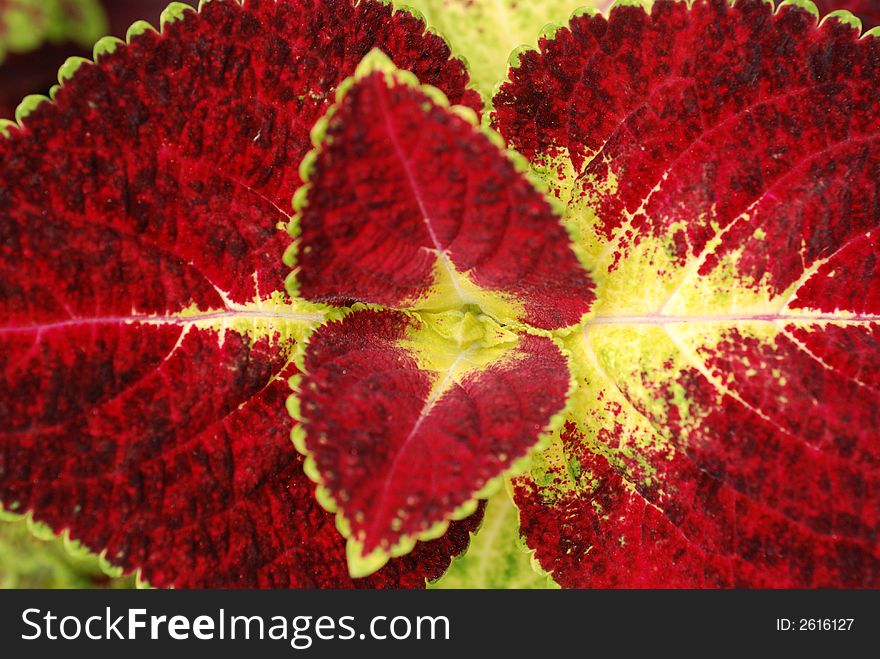 Leaf with red and yellow colors
