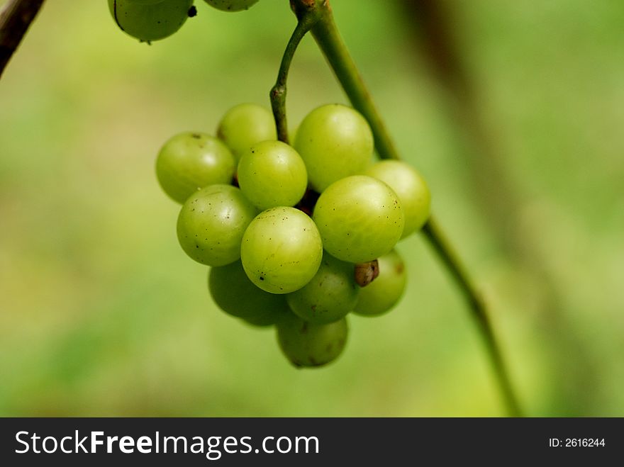 Green grapes in the gardens