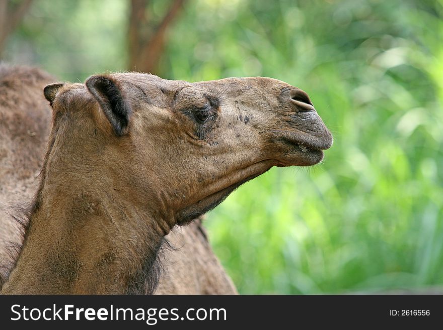Close up of the head of a single humped  Arabian Camel