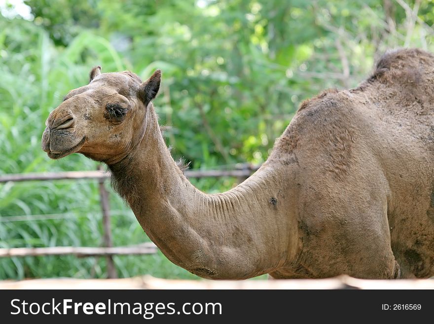 The single humped Arabian Camel
