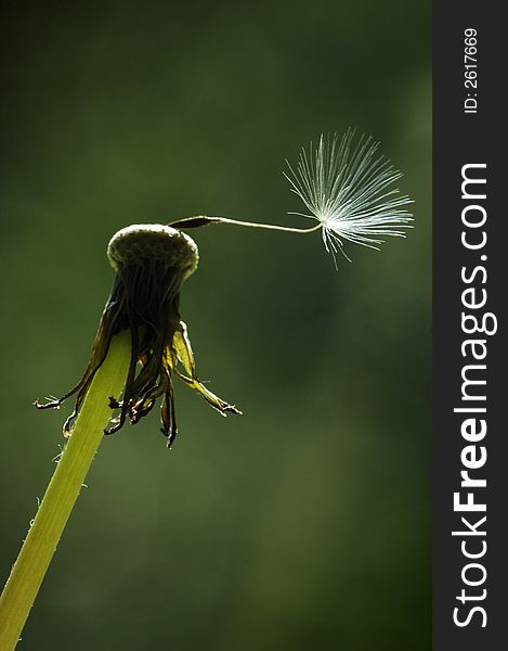 A single dandelion seed remains on the seed head of a dandelion clock. A single dandelion seed remains on the seed head of a dandelion clock.