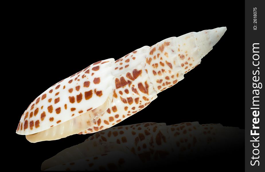 Close-up of sea shell cutout