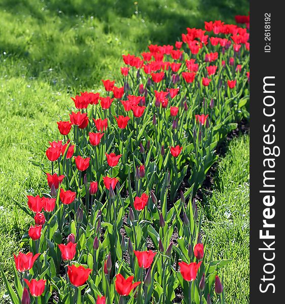 Beautiful red tulips grow on a bed