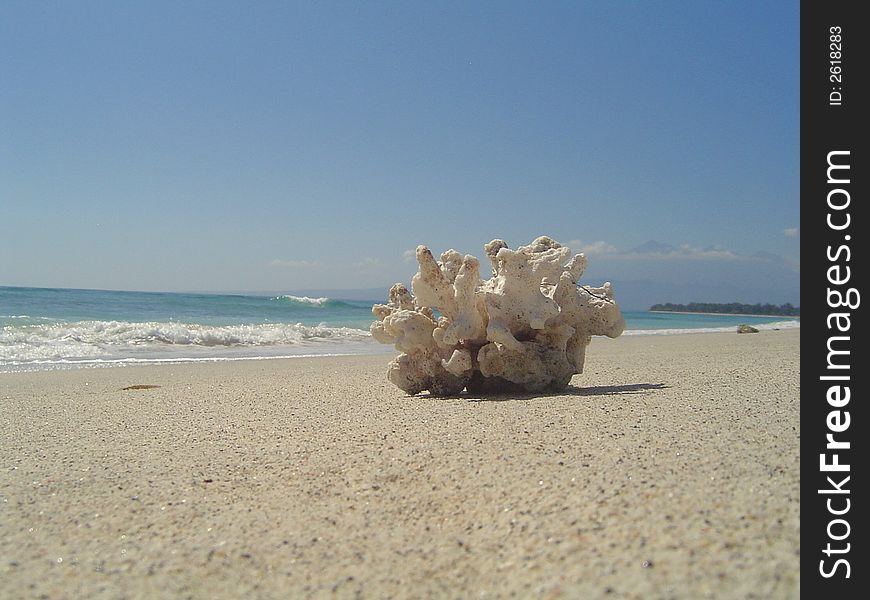 Fragment of coral on the beach