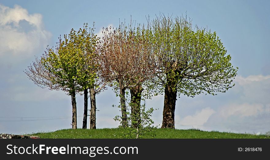 Fews trees on top of a hill