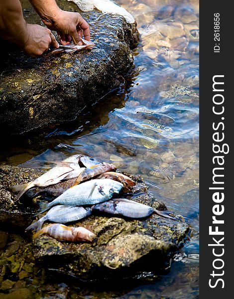 A fisherman cleaning his days catch. A fisherman cleaning his days catch.