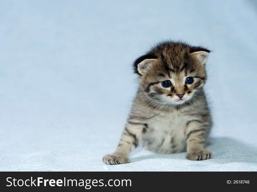 Little kitten at the age of three weeks at bluish background.
