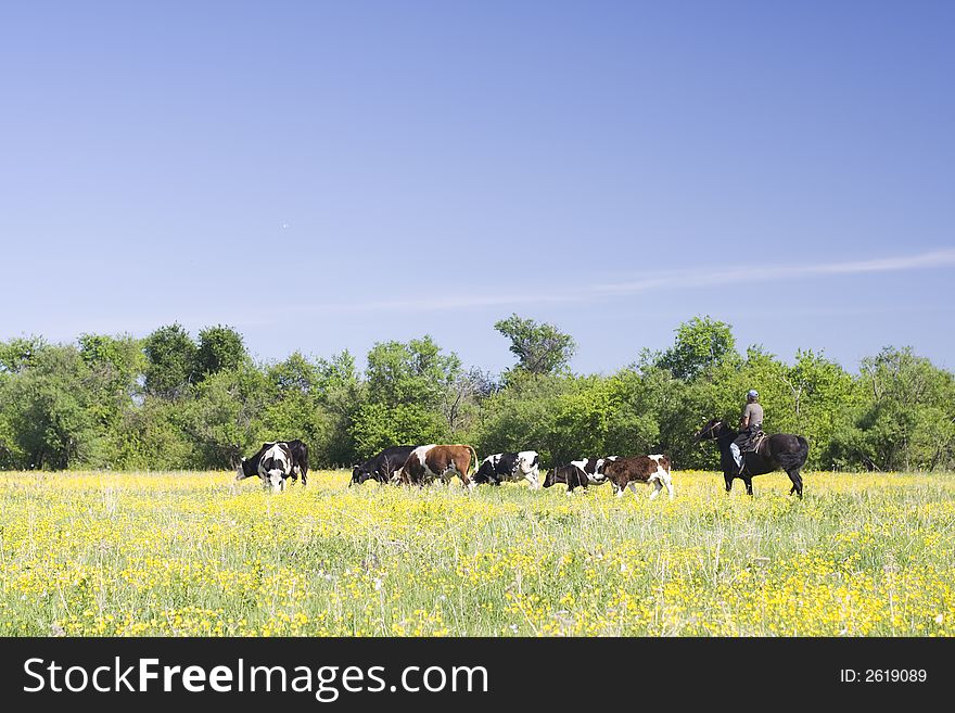 Cowboy on horse eith herd of cows on the flowers field. Cowboy on horse eith herd of cows on the flowers field