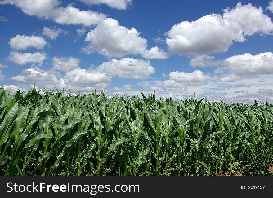 Sown field of green maize