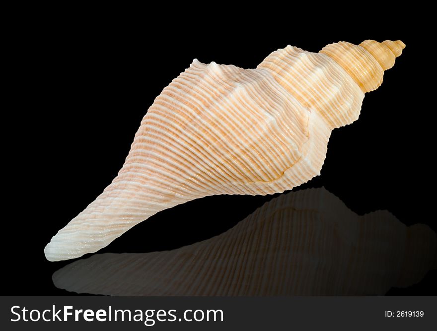 Close-up of sea shell cutout