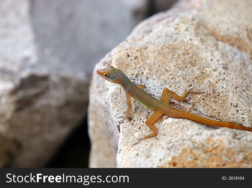 Tiny lizard on rocks on Caribbean island